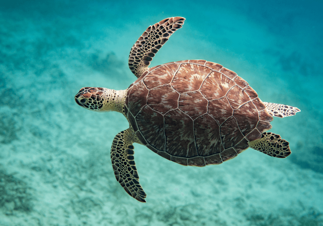 GettyImages-989287252-1-1-1